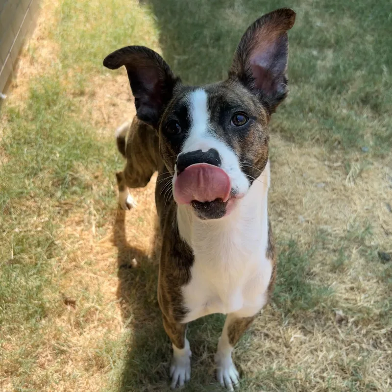 A baby medium-sized female American Staffordshire Terrier dog named Belle for adoption in The Colony, TX