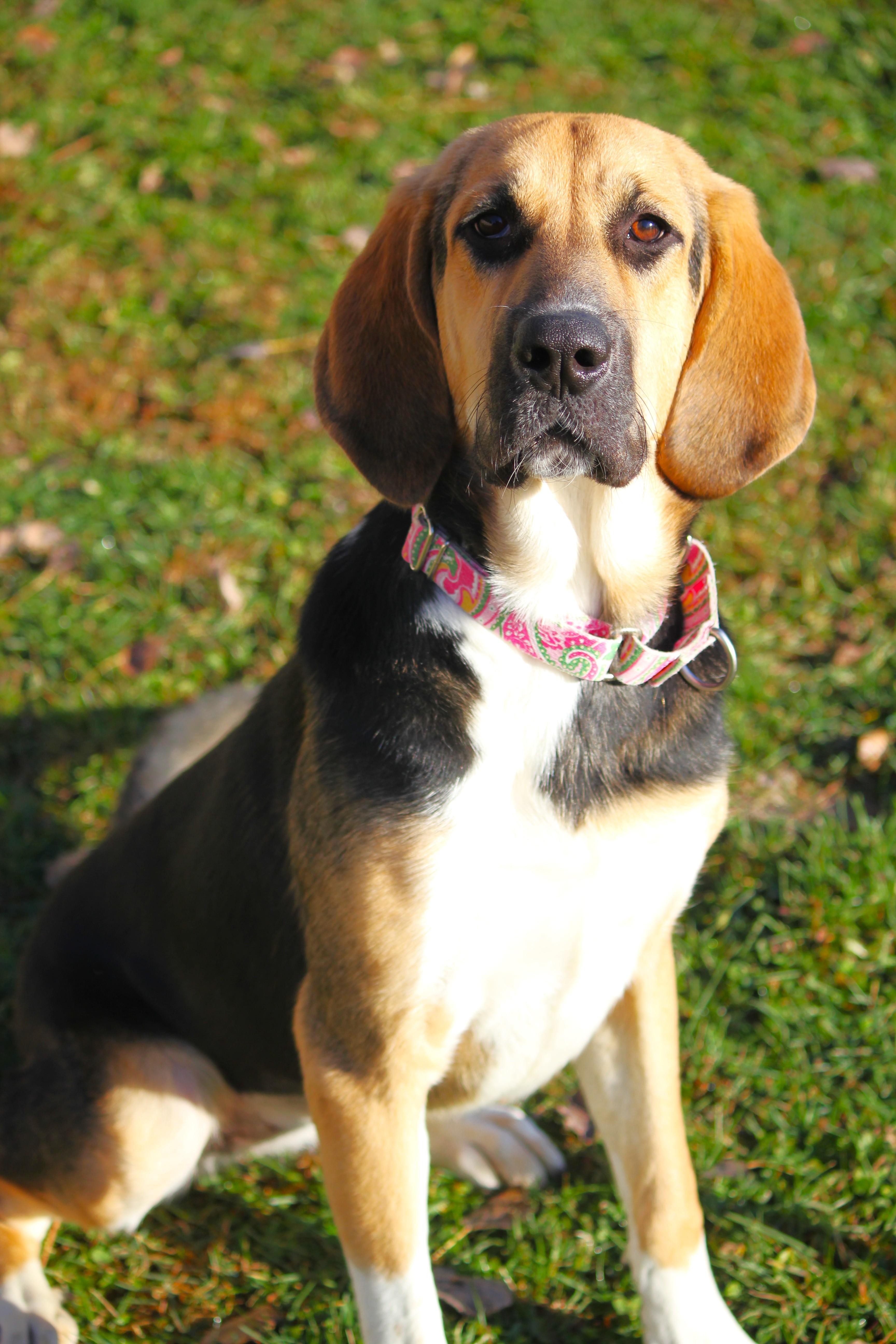 A baby large-sized female Bloodhound dog named Bonnie for adoption in Hayward, WI