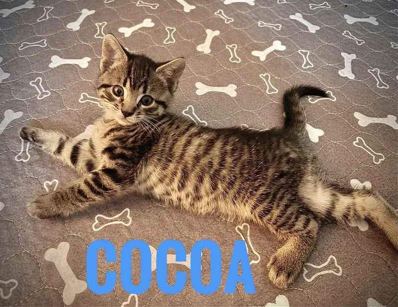 A baby small-sized male Tabby (Tiger Striped) Domestic Short Hair cat named Cocoa Reilly for adoption in Staten Island, NY