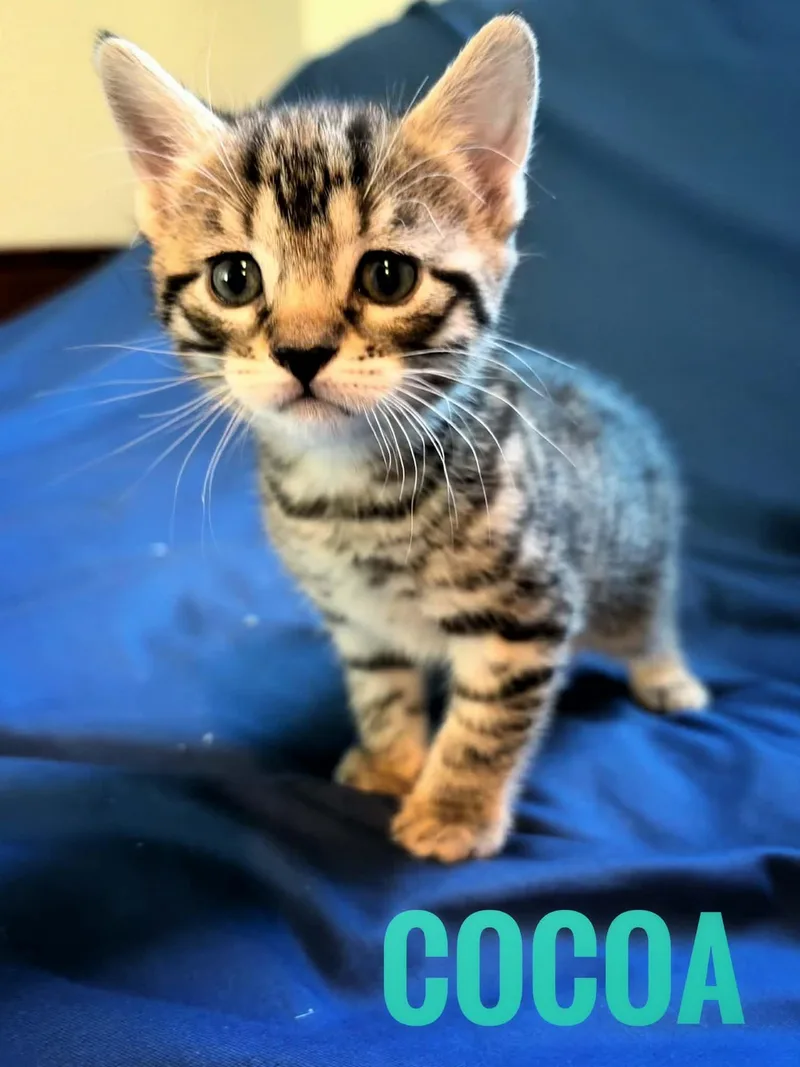 Cocoa Reilly thumbnail 5