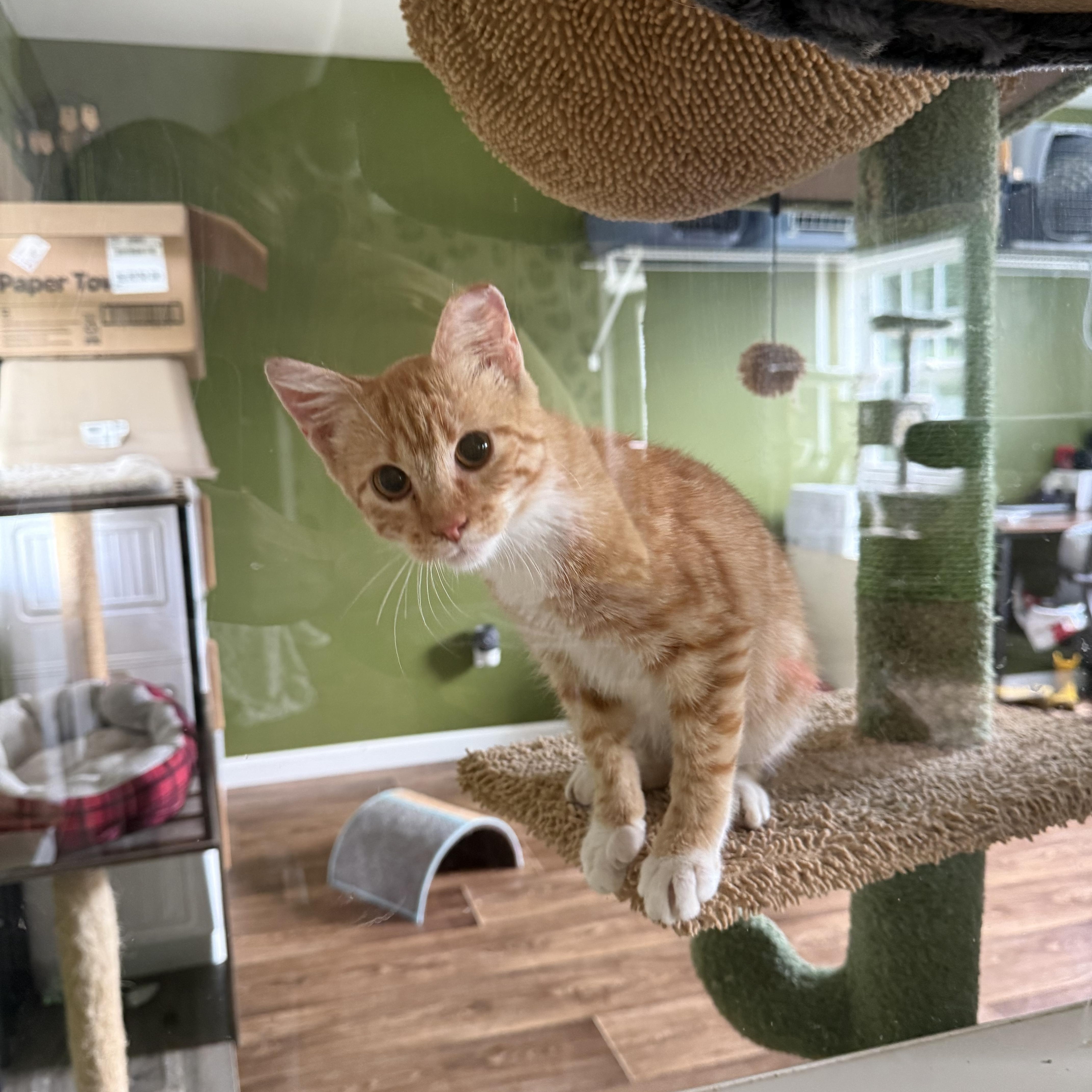 A baby medium-sized male Domestic Short Hair cat named Sunny for adoption in Brighton, IL