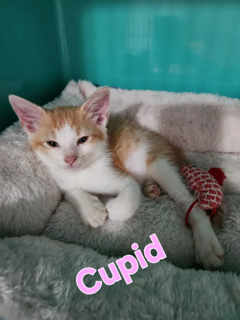 Cupid