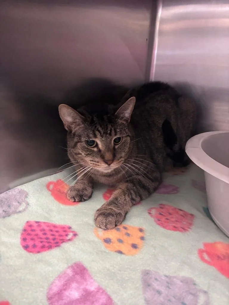 A young medium-sized male Domestic Short Hair cat named Finn for adoption in Lima, OH