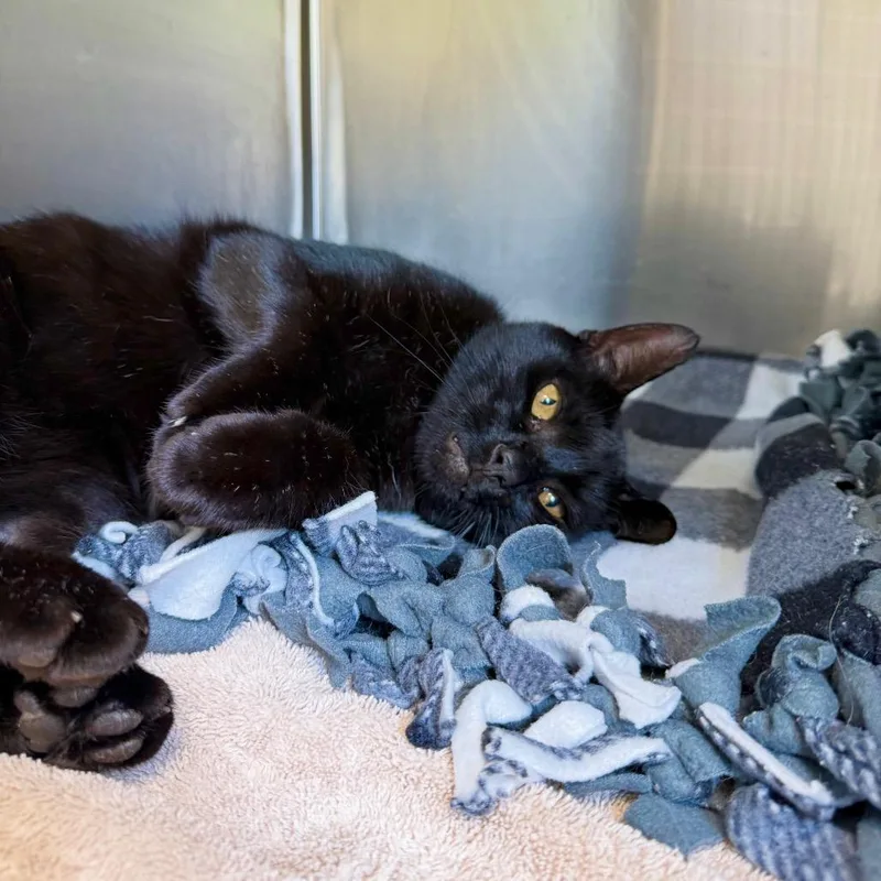 An adult medium-sized male Domestic Short Hair cat named Maestro for adoption in Harrisonburg, VA