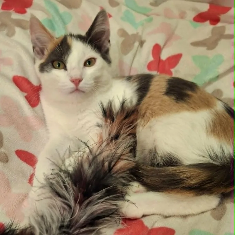 A baby medium-sized female Dilute Calico Domestic Short Hair cat named Holly Blue for adoption in Watertown, WI