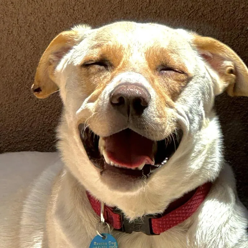 A young medium-sized male White / Cream Labrador Retriever dog named King Julien for adoption in Hurricane, UT