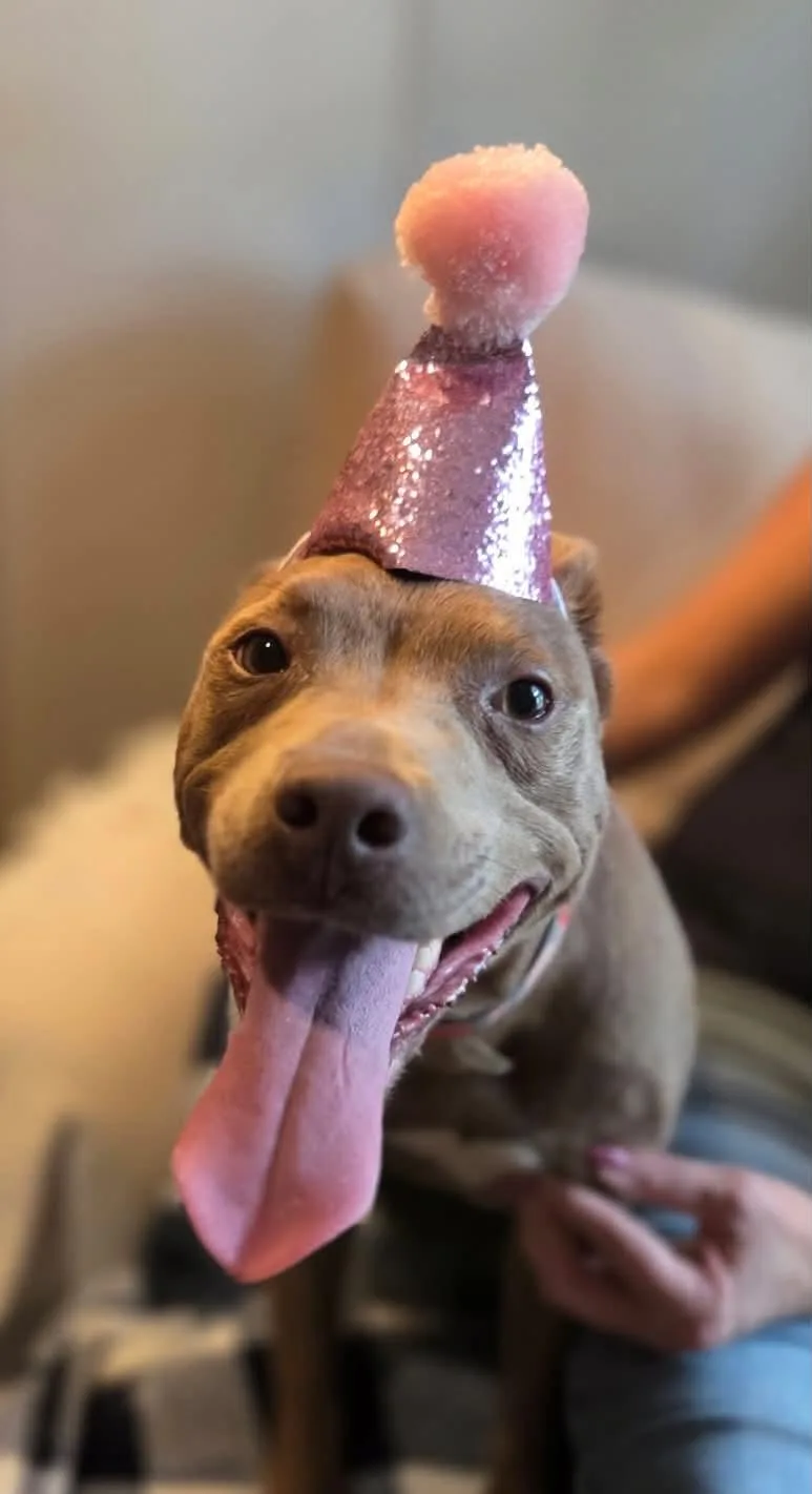 An adult medium-sized female Golden American Staffordshire Terrier dog named Athena for adoption in Houston, TX