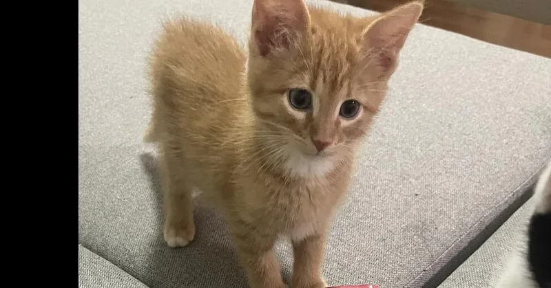 A baby small-sized male Domestic Short Hair cat named Frank Sinatra fka Cayenne for adoption in Peoria, IL