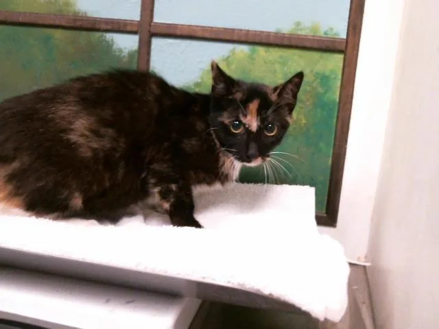 A young medium-sized female Domestic Short Hair cat named Maybelle for adoption in Houston, TX