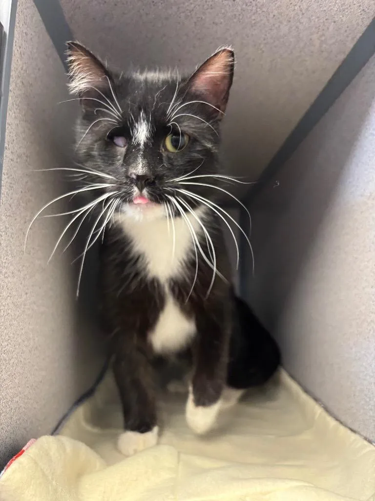 A young large-sized male Domestic Medium Hair cat named One Eye Billy for adoption in Liverpool, NY