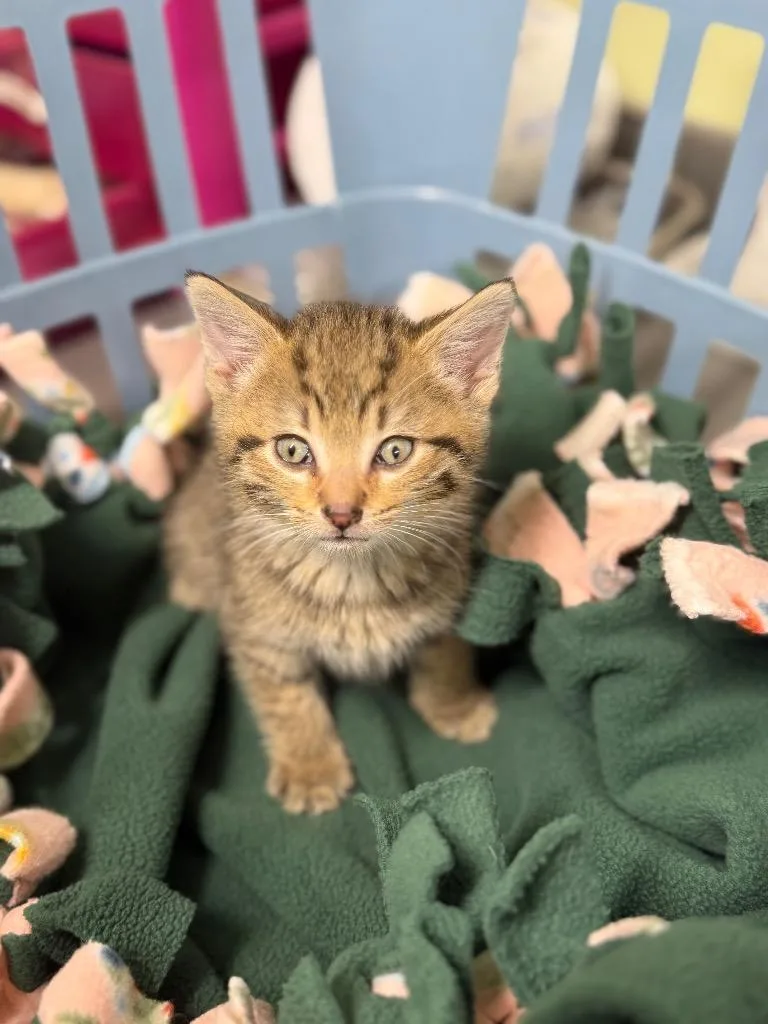 A baby small-sized male Domestic Short Hair cat named Kindling for adoption in Auburn, IN