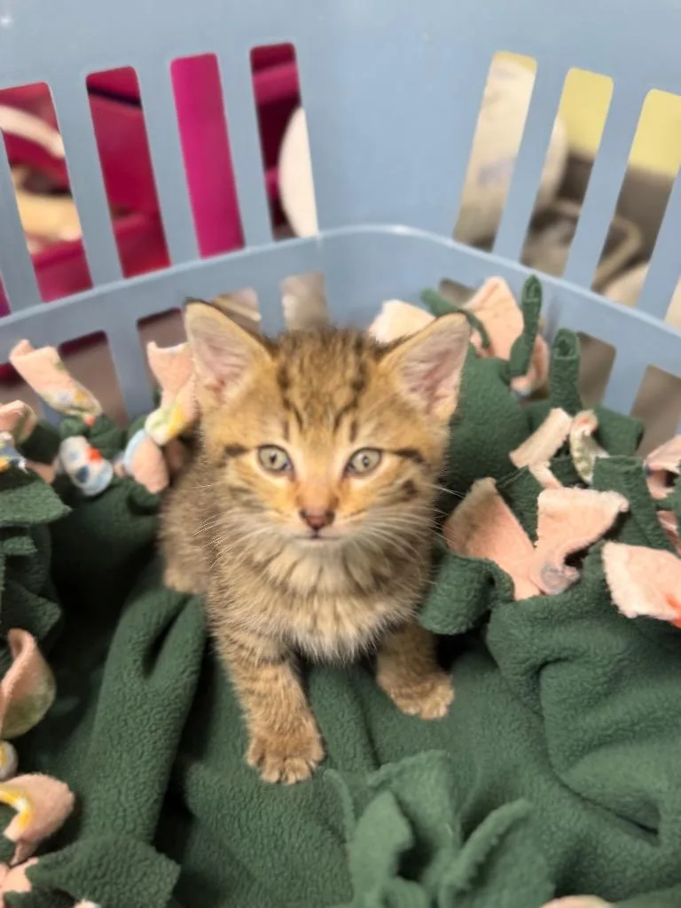 Kindling thumbnail 2