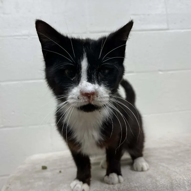 An adult medium-sized male Black Domestic Short Hair cat named Durian for adoption in Lyndhurst, VA