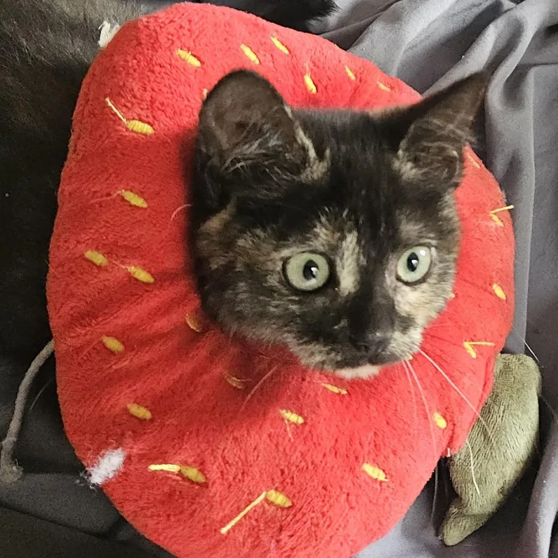 A baby small-sized female Torbie Domestic Short Hair cat named Peanut for adoption in Pleasanton, CA
