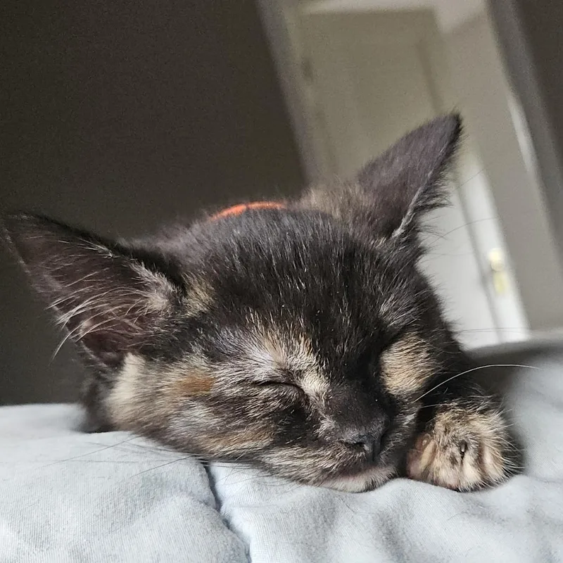 Peanut thumbnail 3