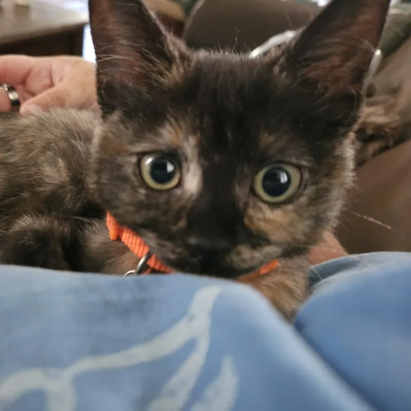 Peanut thumbnail 4