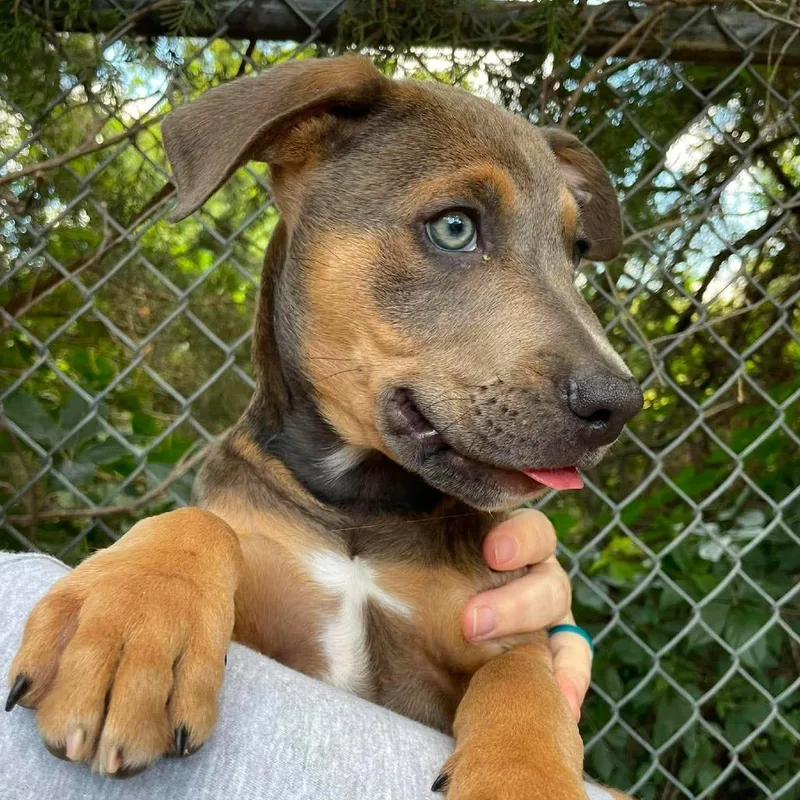 A baby small-sized male Brown / Chocolate Mixed Breed dog named Big Mac for adoption in Huntsville, AR