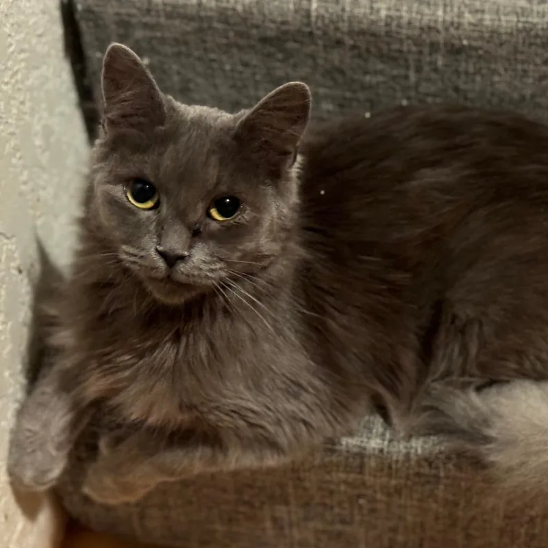 An adult medium-sized female Gray / Blue / Silver Domestic Medium Hair cat named Opal for adoption in Morgan Hill, CA