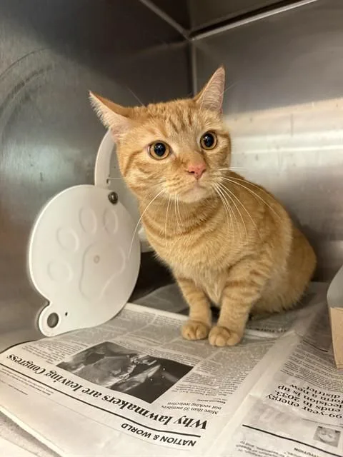 A young large-sized female Domestic Short Hair cat named Mooney for adoption in Castaic, CA