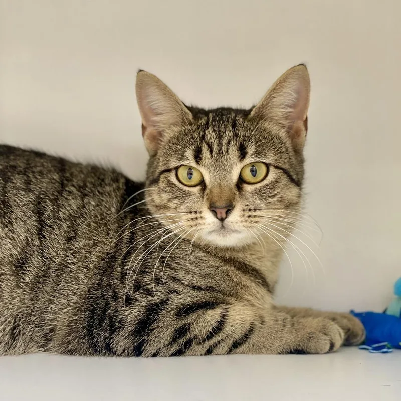 An adult medium-sized female Domestic Short Hair cat named Jessi for adoption in Champaign, IL