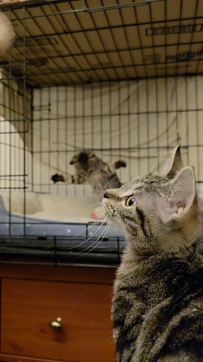 A baby medium-sized male Tabby (Brown / Chocolate) Domestic Short Hair cat named Labubu and Lambchop for adoption in Brooklyn, NY