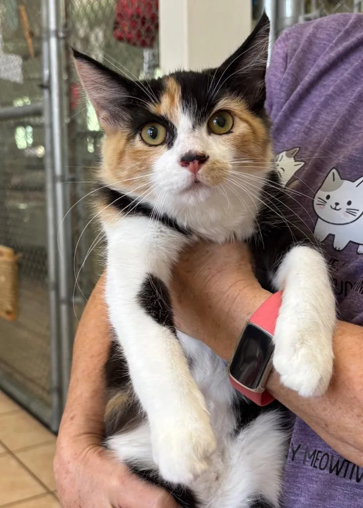 A baby medium-sized female Domestic Short Hair cat named Blue Bonnet Brisket for adoption in Peoria, AZ