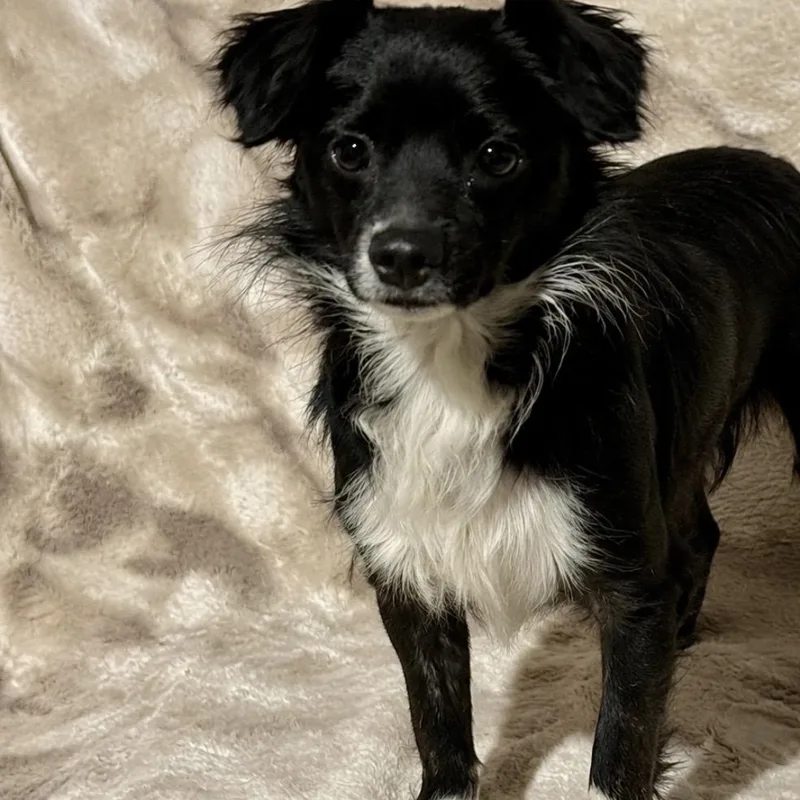 A young small-sized male Black Chihuahua dog named Pauly for adoption in Pelham, NH