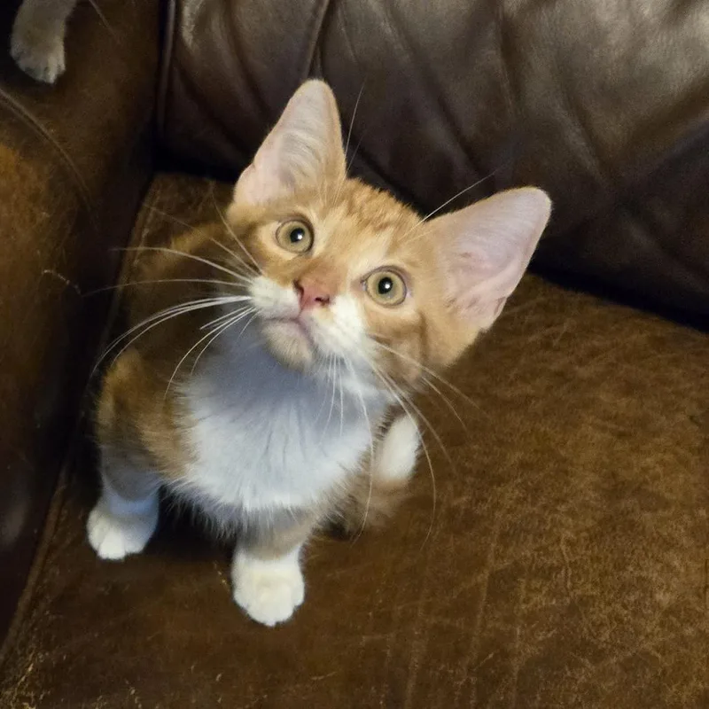 A baby small-sized male Orange / Red Domestic Short Hair cat named Johnny Ace for adoption in Houston, TX