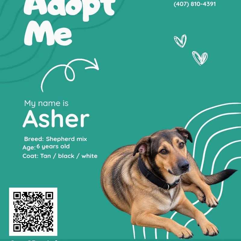 An adult medium-sized male German Shepherd Dog dog named Asher for adoption in Maryville, TN