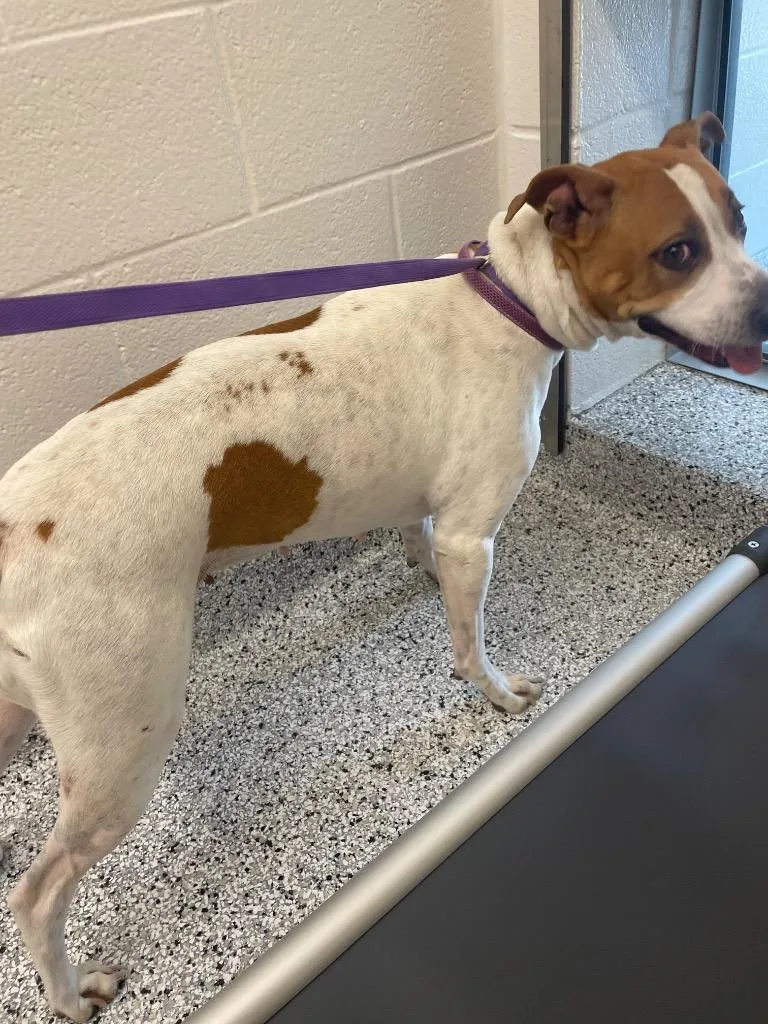 An adult medium-sized female Pit Bull Terrier dog named Hannah for adoption in Clarksville, TN