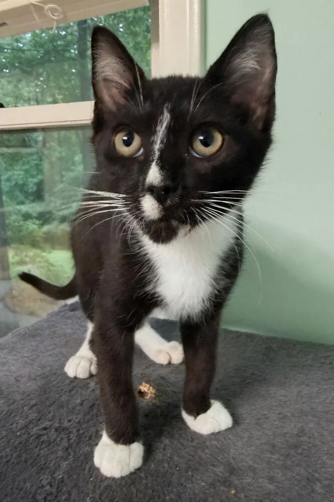 A baby small-sized male Black & White / Tuxedo Domestic Short Hair cat named Alvin for adoption in Greensboro, NC