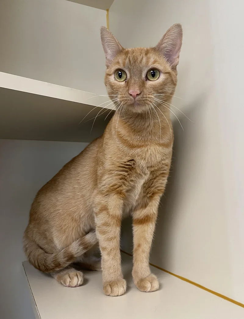 An adult medium-sized female Orange & White Domestic Short Hair cat named Violet for adoption in Somerset, NJ