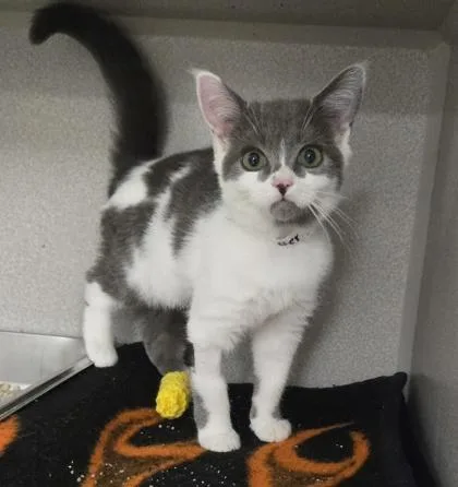 A baby small-sized female Domestic Short Hair cat named Berry for adoption in East Brookfield, MA