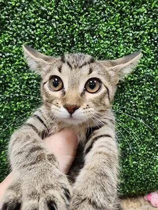 A baby small-sized female Domestic Short Hair cat named Jyn $ @ Petco for adoption in Seneca, SC