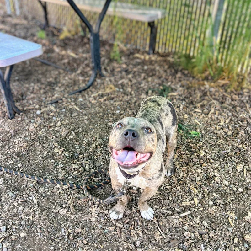 A young medium-sized female Mixed Breed dog named Fontana for adoption in Oakland, CA