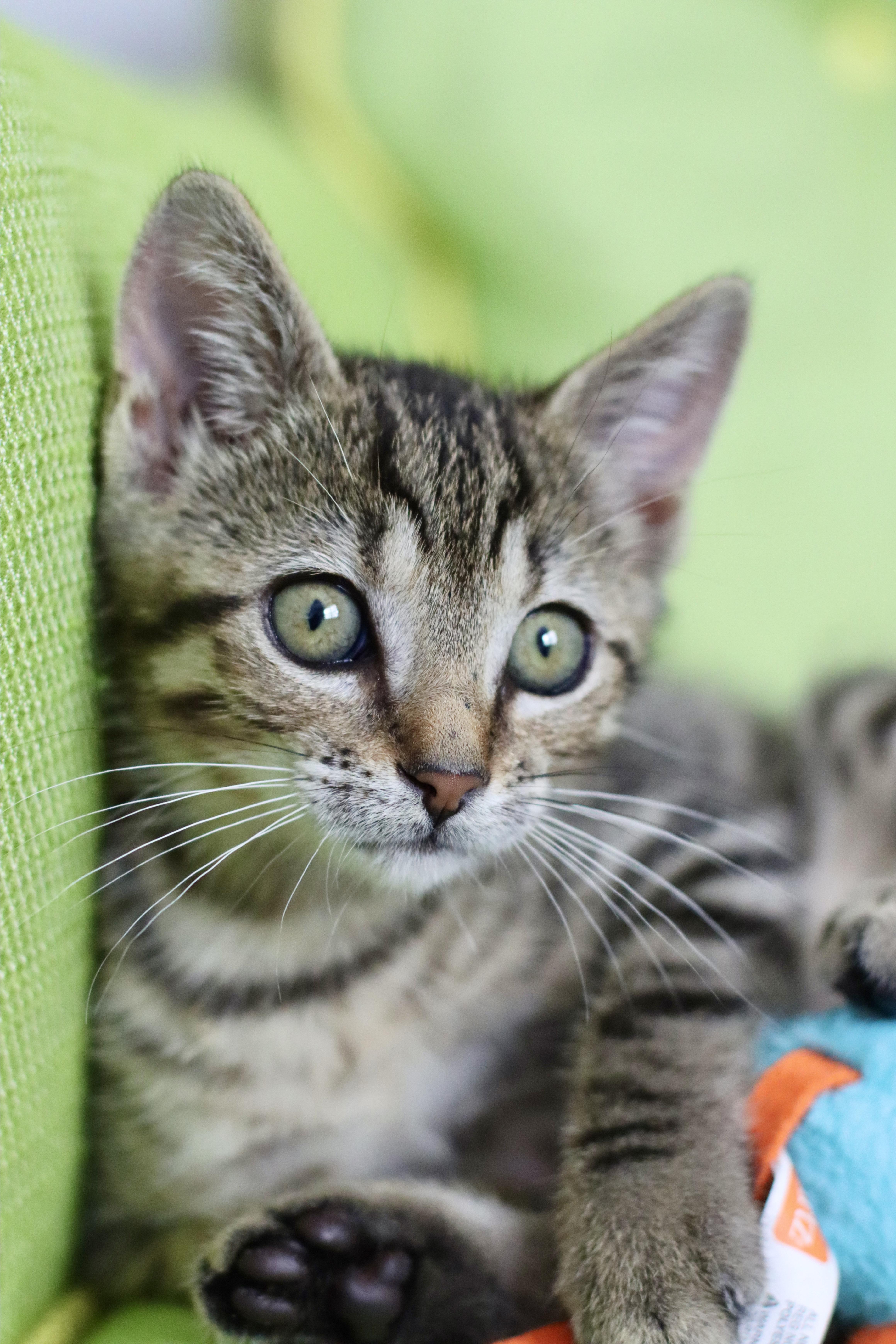 A baby medium-sized female Tabby (Brown / Chocolate) Domestic Short Hair cat named Marsha for adoption in Round Rock, TX