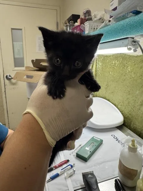 A baby small-sized male Domestic Short Hair cat named David for adoption in Riverside, CA