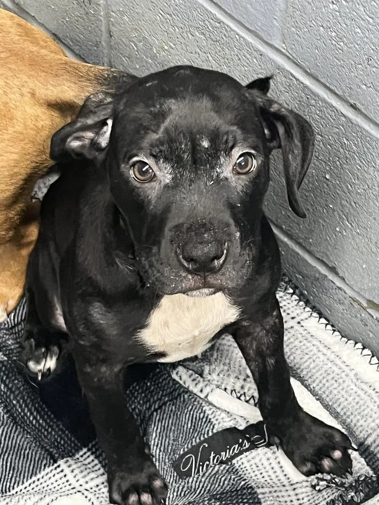 A baby small-sized female Tricolor (Brown, Black, & White) Pit Bull Terrier dog named Sugar Plum for adoption in Evansville, IN