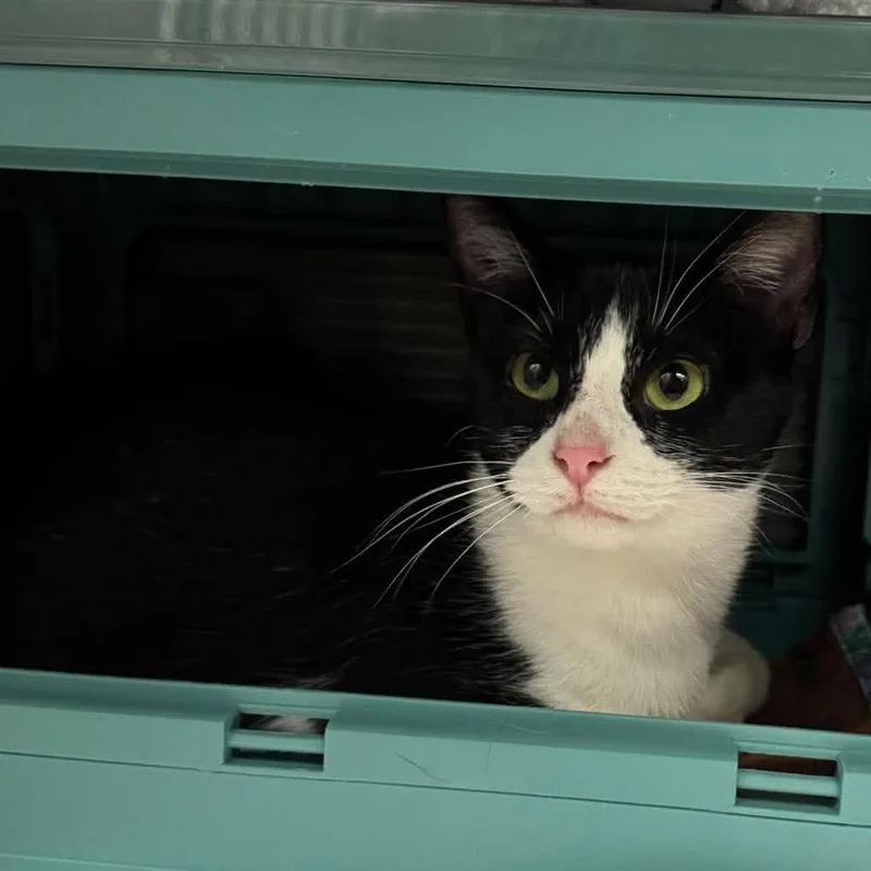 An adult medium-sized female Domestic Short Hair cat named Amulet for adoption in Edwardsville, IL