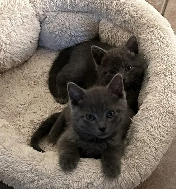 A baby medium-sized male Gray / Blue / Silver Domestic Short Hair cat named Mango bonded to Kiwi for adoption in Portland, OR
