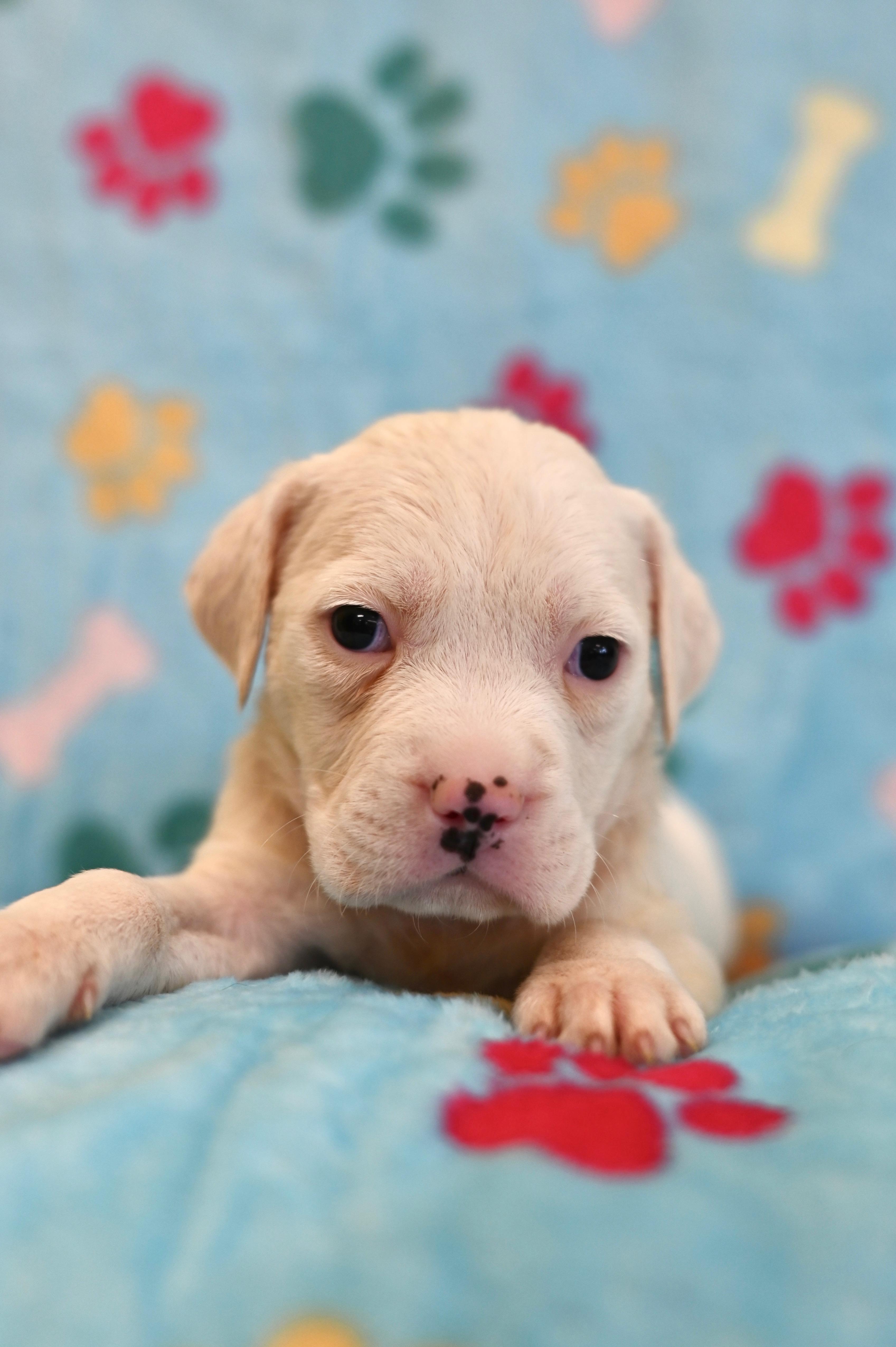 A baby medium-sized male Bulldog dog named Falcon for adoption in Miami, FL