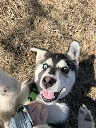 Captain Puptart thumbnail 3