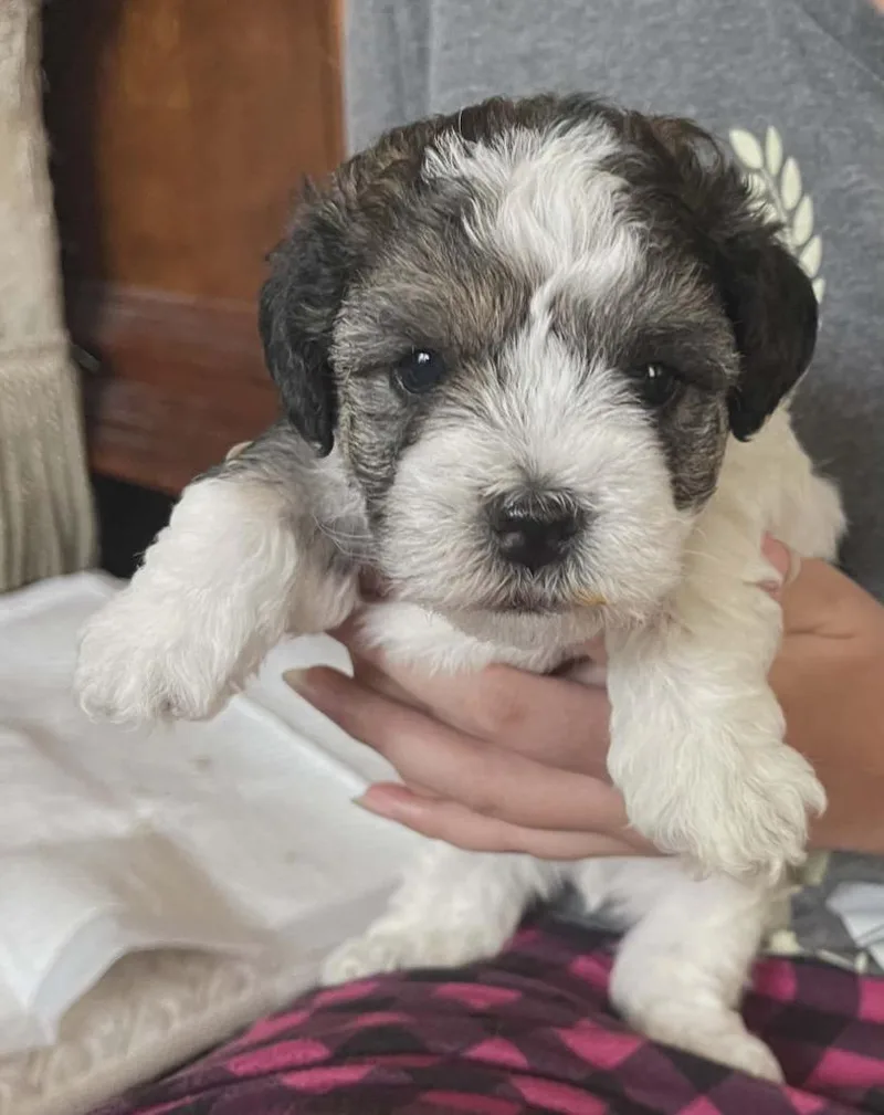 A baby small-sized male Poodle dog named Wallaby for adoption in Bryan, TX