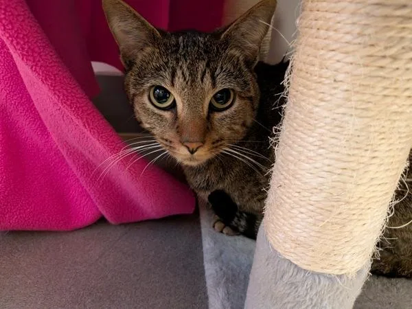 Nova