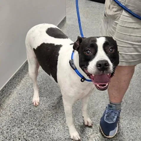 A young medium-sized female White / Cream Mixed Breed dog named Moona for adoption in Jeffersonville, IN