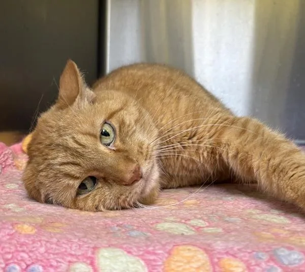 A senior medium-sized female Domestic Short Hair cat named Daisy for adoption in Sioux City, IA
