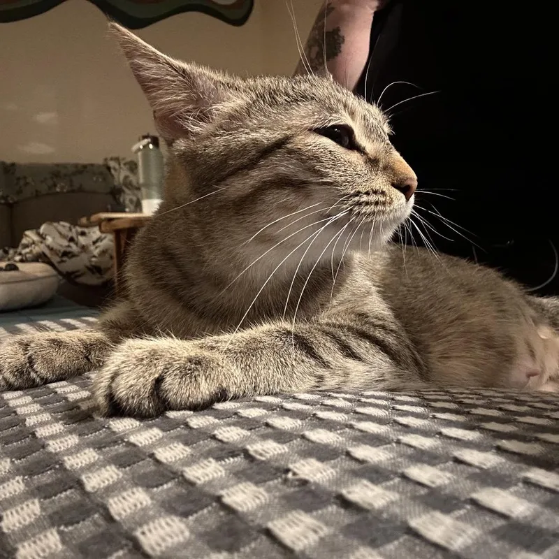 An adult medium-sized female Torbie Domestic Short Hair cat named Bellsprout for adoption in St. Paul, MN