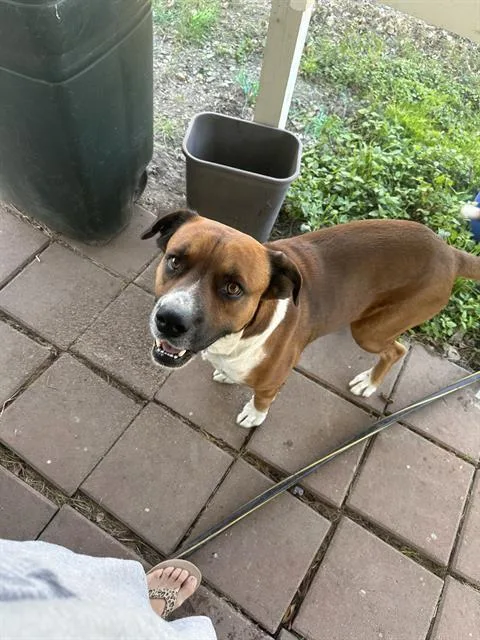 A young medium-sized male Boxer dog named Paco for adoption in San Antonio, TX