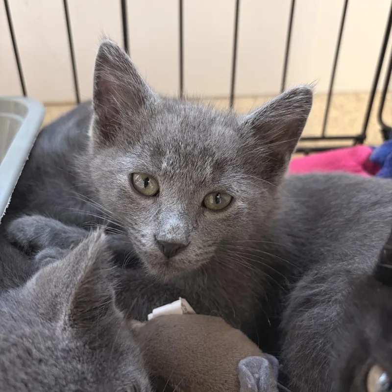 A baby small-sized male Gray / Blue / Silver Domestic Short Hair cat named Zev for adoption in Deerfield, IL