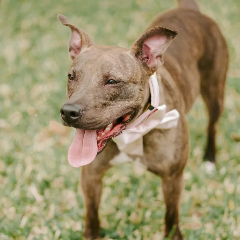 An adult medium-sized female Staffordshire Bull Terrier dog named Alfalfa for adoption in Yonkers, NY